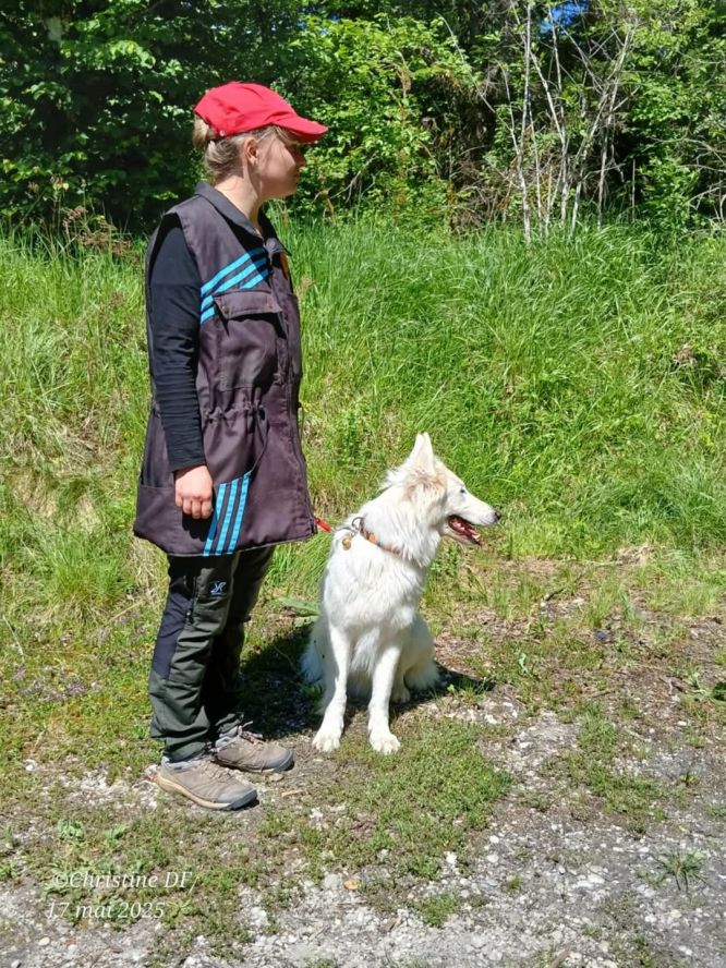 Résultats du Berger Blanc Suisse en sauvetage