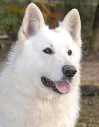 Portrait de berger blanc suisse