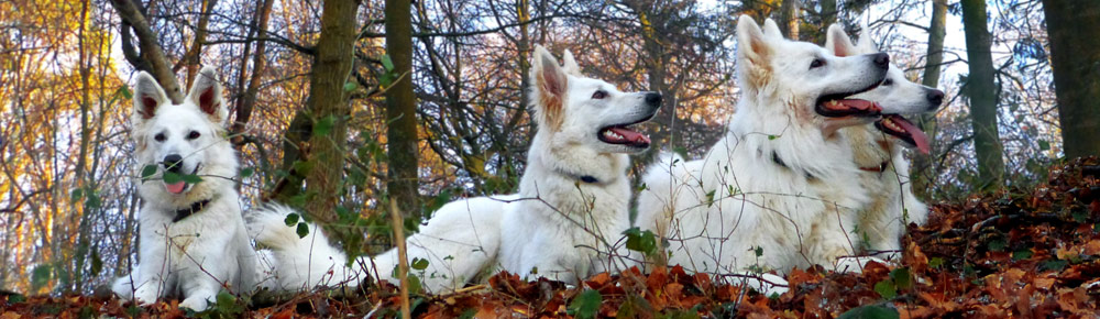 Berger blanc suisse
