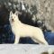 Juan Aiko P'tits Loups d'Amour