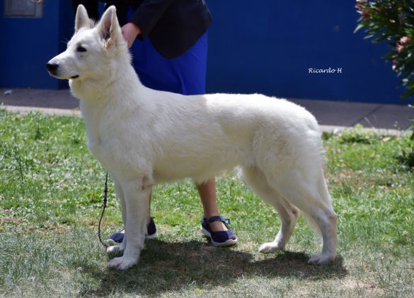 Berger blanc suisse