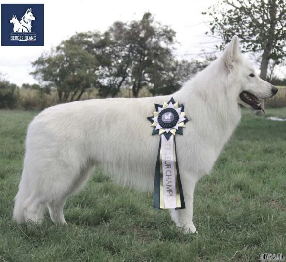 Berger blanc suisse