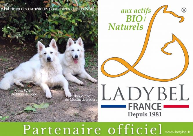 Découvrez Ladybel : Le Toilettage Parfait pour Votre Berger Blanc Suisse