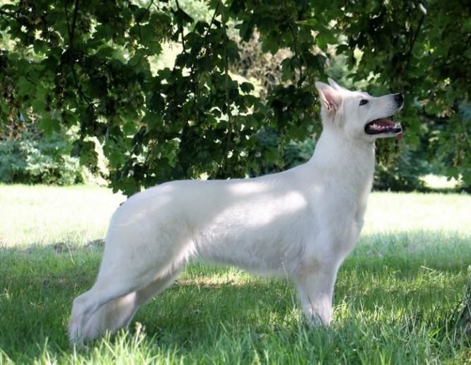 👑 Un jour, Un Champion 👑