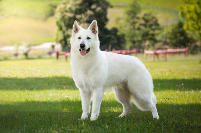 Podium expo berger blanc suisse