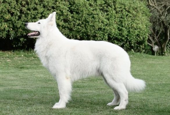 Berger blanc suisse